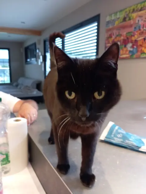 chat lost   68130 Carspach Cacao