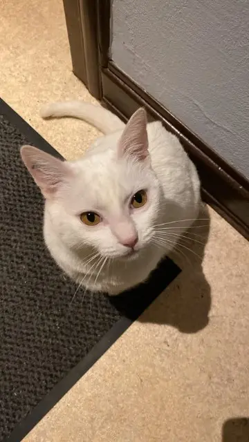 chat lost   68340 Zellenberg Calinou