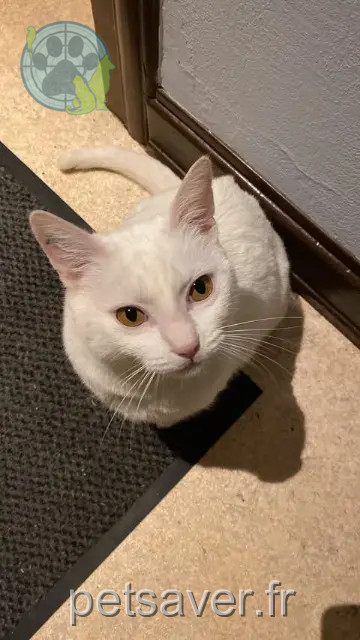 gato perdido 68340 Zellenberg Calinou gato lost 68340 Zellenberg Calinou
