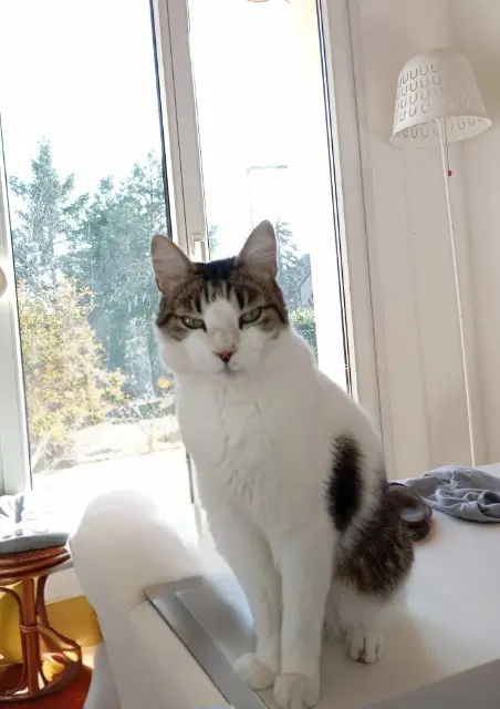 chat lost   68700 Uffholtz Canaillou