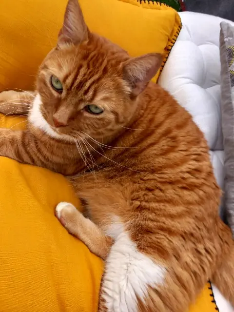 chat lost   68390 Sausheim Capucin