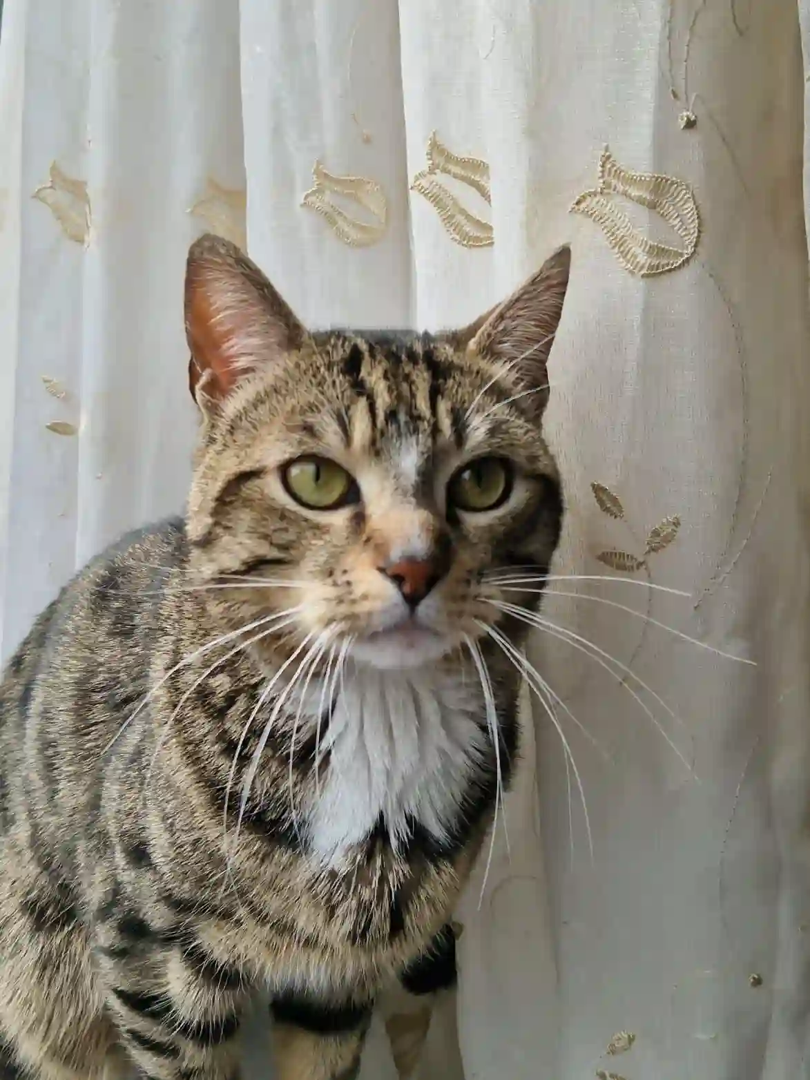Chat Perdu 68 Haut-Rhin - Caramel Chat Perdu 68 Haut-Rhin - Caramel