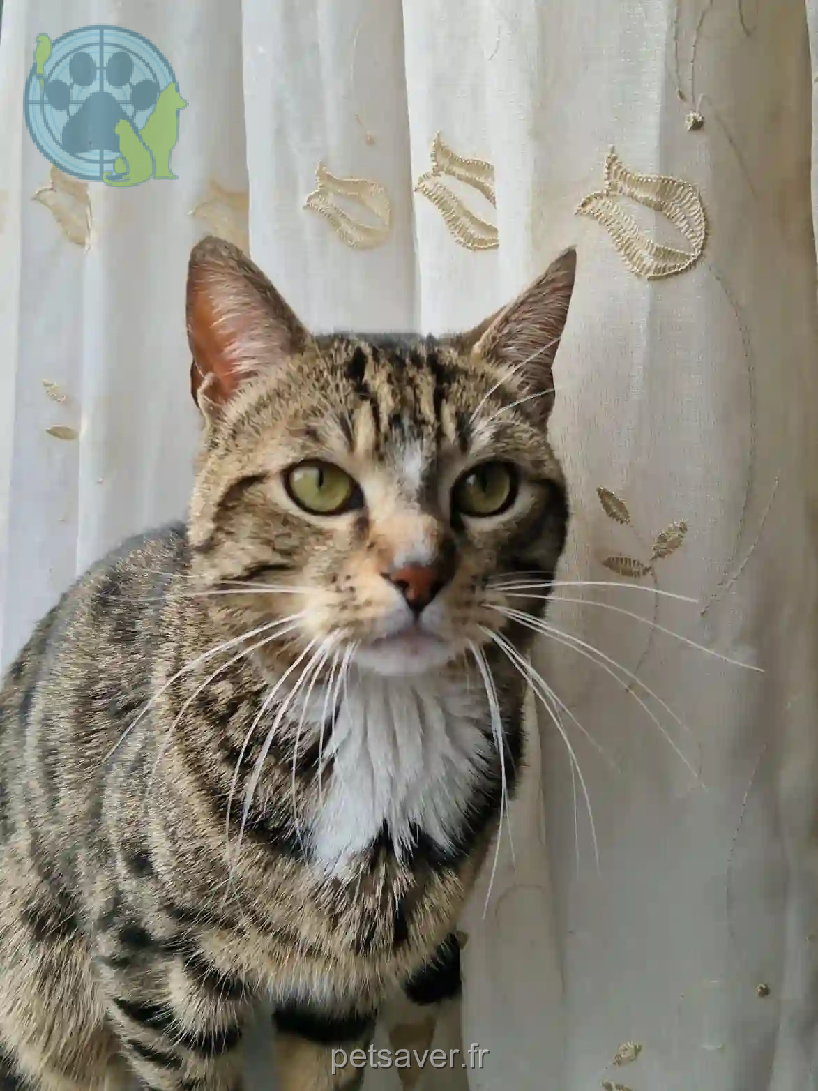 Chat Perdu 68 Haut-Rhin - Caramel Chat Perdu 68 Haut-Rhin - Caramel