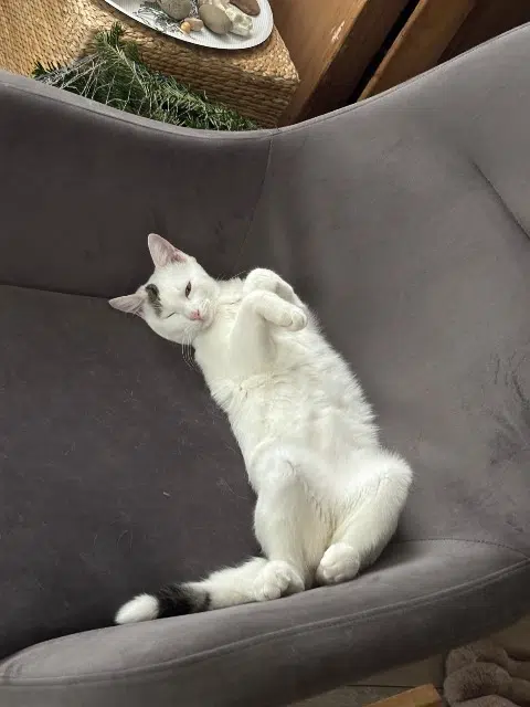 chat lost   68130 Tagsdorf Casper