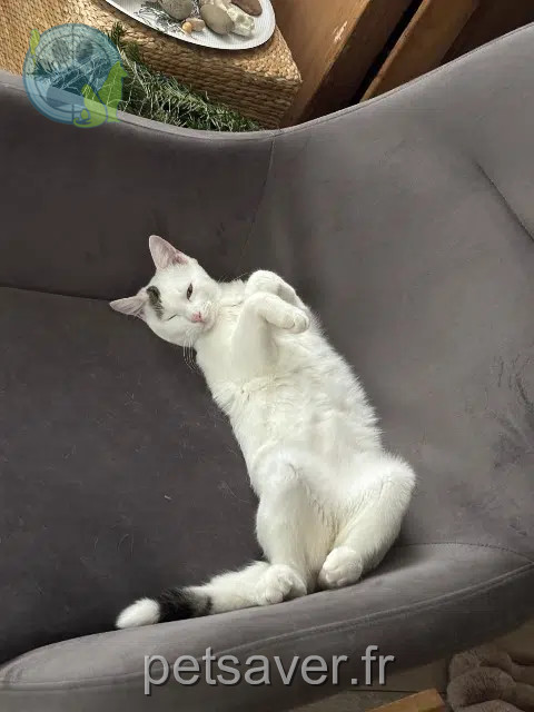 gato perdido 68130 Tagsdorf Casper gato lost 68130 Tagsdorf Casper