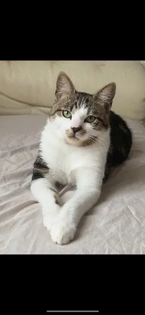 chat lost   68110 Illzach Chacha