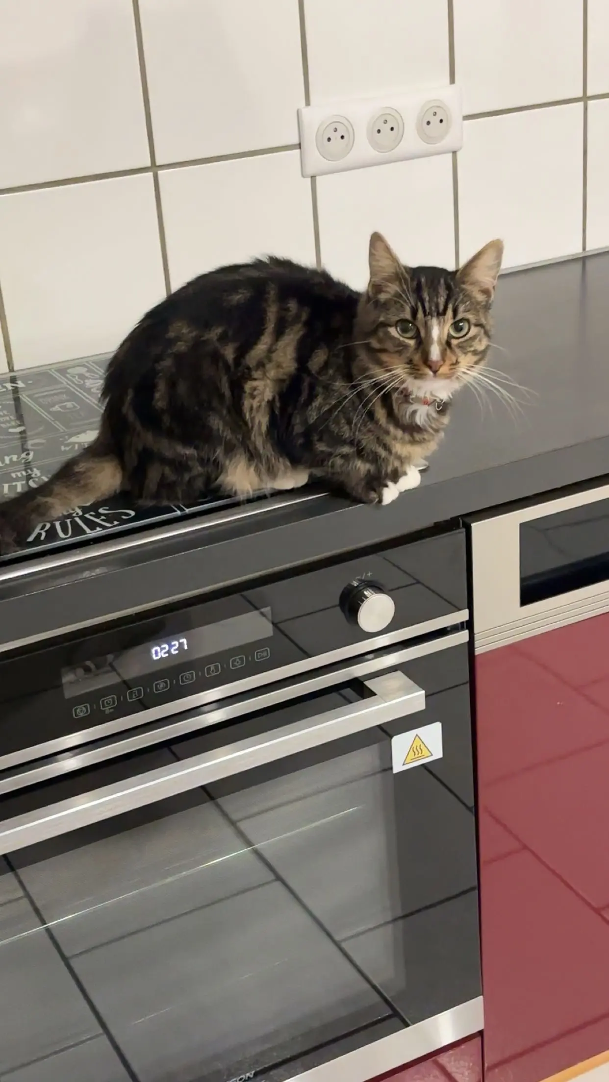 Chat Perdu 68 Haut-Rhin - Chachou Chat Perdu 68 Haut-Rhin - Chachou