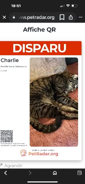chat lost   68640 Steinsoultz Charly