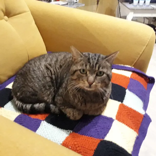 chat lost   68000 Colmar Charly