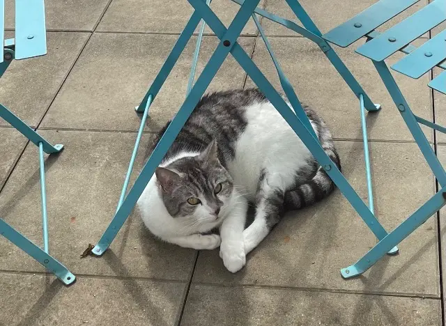 chat lost   68230 Turckheim Charly