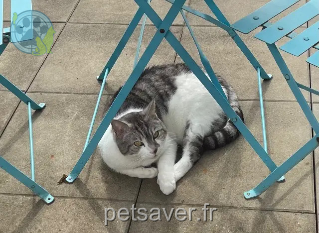 Kater vermisst 68230 Turckheim Charly Kater lost 68230 Turckheim Charly
