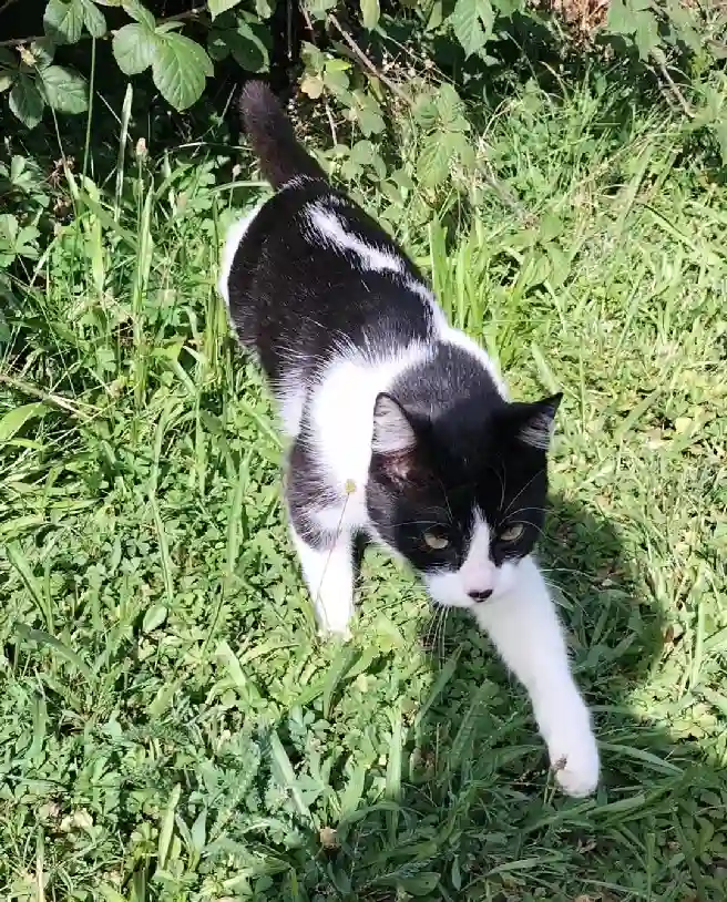 Chat Perdu 68 Haut-Rhin - Chatouille Chat Perdu 68 Haut-Rhin - Chatouille