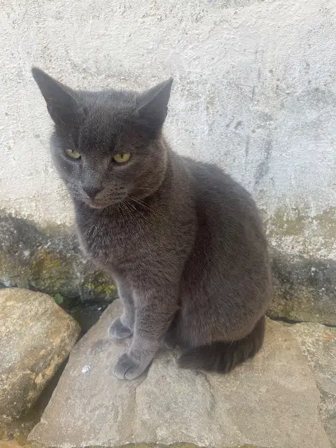 chat lost   68250 Rouffach Chatoum