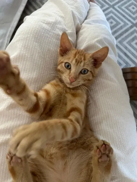 chat lost   68300 Saint-Louis Cheddar