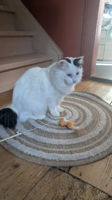 chat lost   68250 Rouffach Chopin