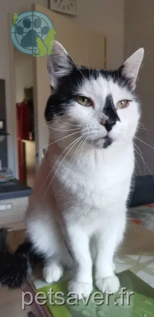 chat lost   68140 Munster Chouchou