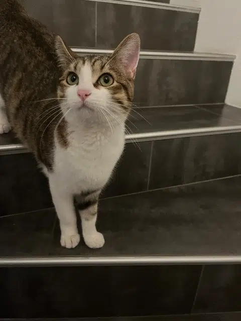 chat lost   68125 Houssen Choupi