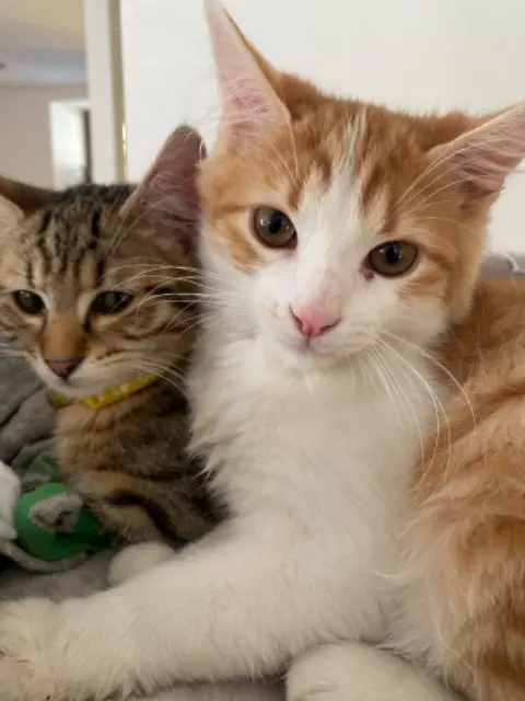 chat lost   68590 Rorschwihr Cookie