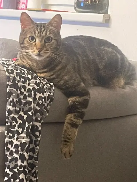 chat lost   68320 Widensolen Cookie