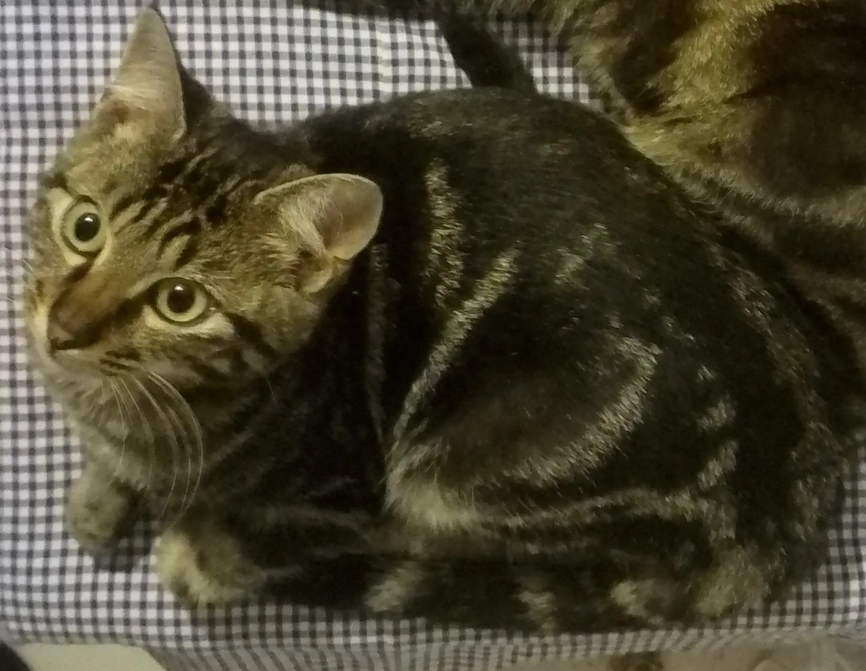 Chat Perdu 68 Haut-Rhin - Copain Chat Perdu 68 Haut-Rhin - Copain