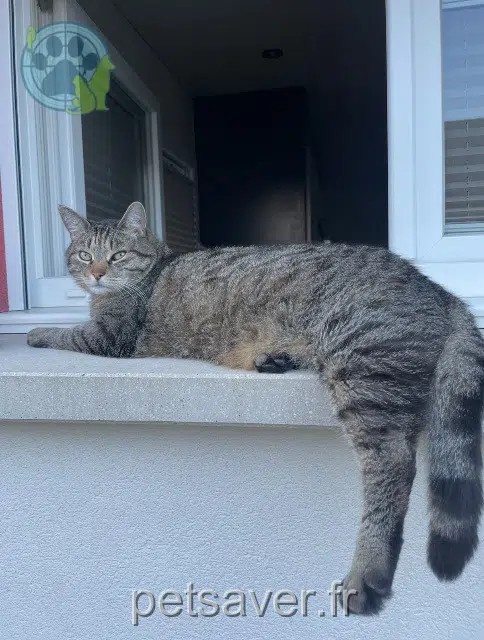 chat lost   68870 Bartenheim Corleone