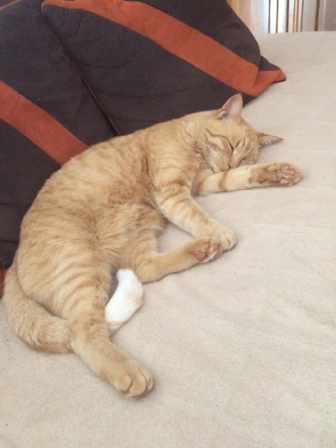 Chat Perdu 68 Haut-Rhin - Corry Chat Perdu 68 Haut-Rhin - Corry
