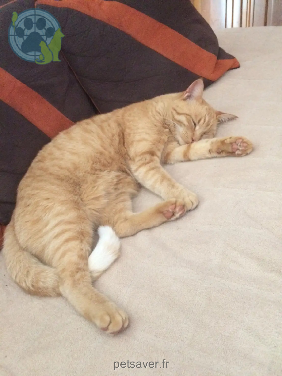 Chat Perdu 68 Haut-Rhin - Corry Chat Perdu 68 Haut-Rhin - Corry