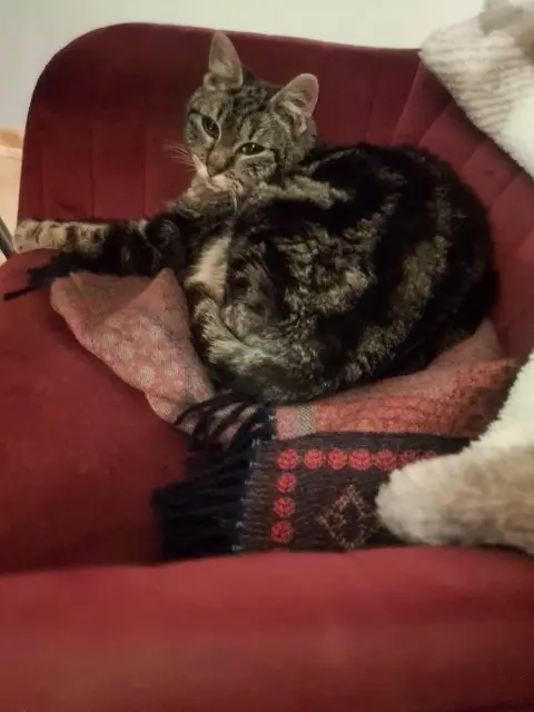 chat lost   68600 Weckolsheim Crevette
