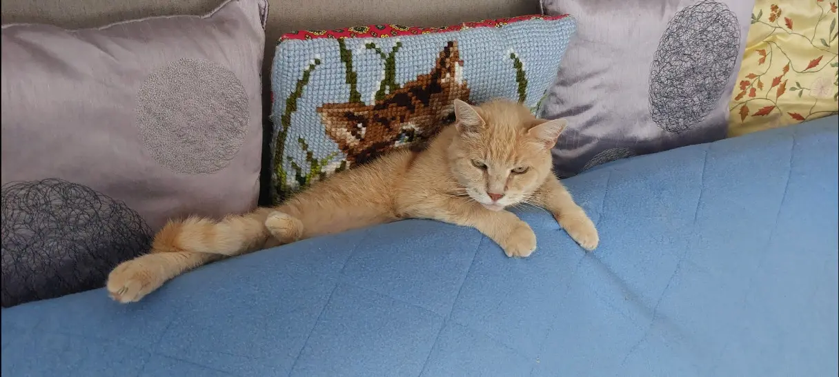 Chat Perdu 68 Haut-Rhin - Crevette Chat Perdu 68 Haut-Rhin - Crevette