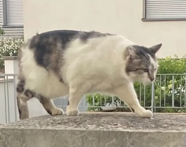 chat lost   68000 Colmar César
