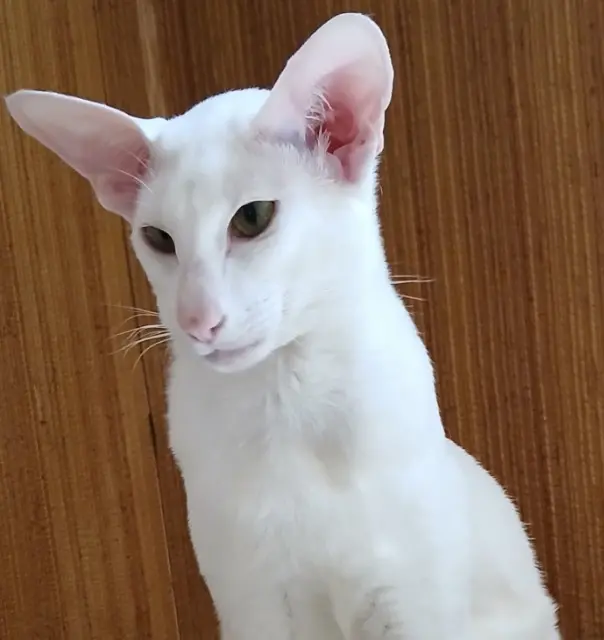 chat lost   68700 Cernay Dhube