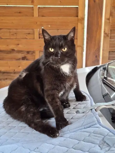 chat lost   68500 Jungholtz Domino