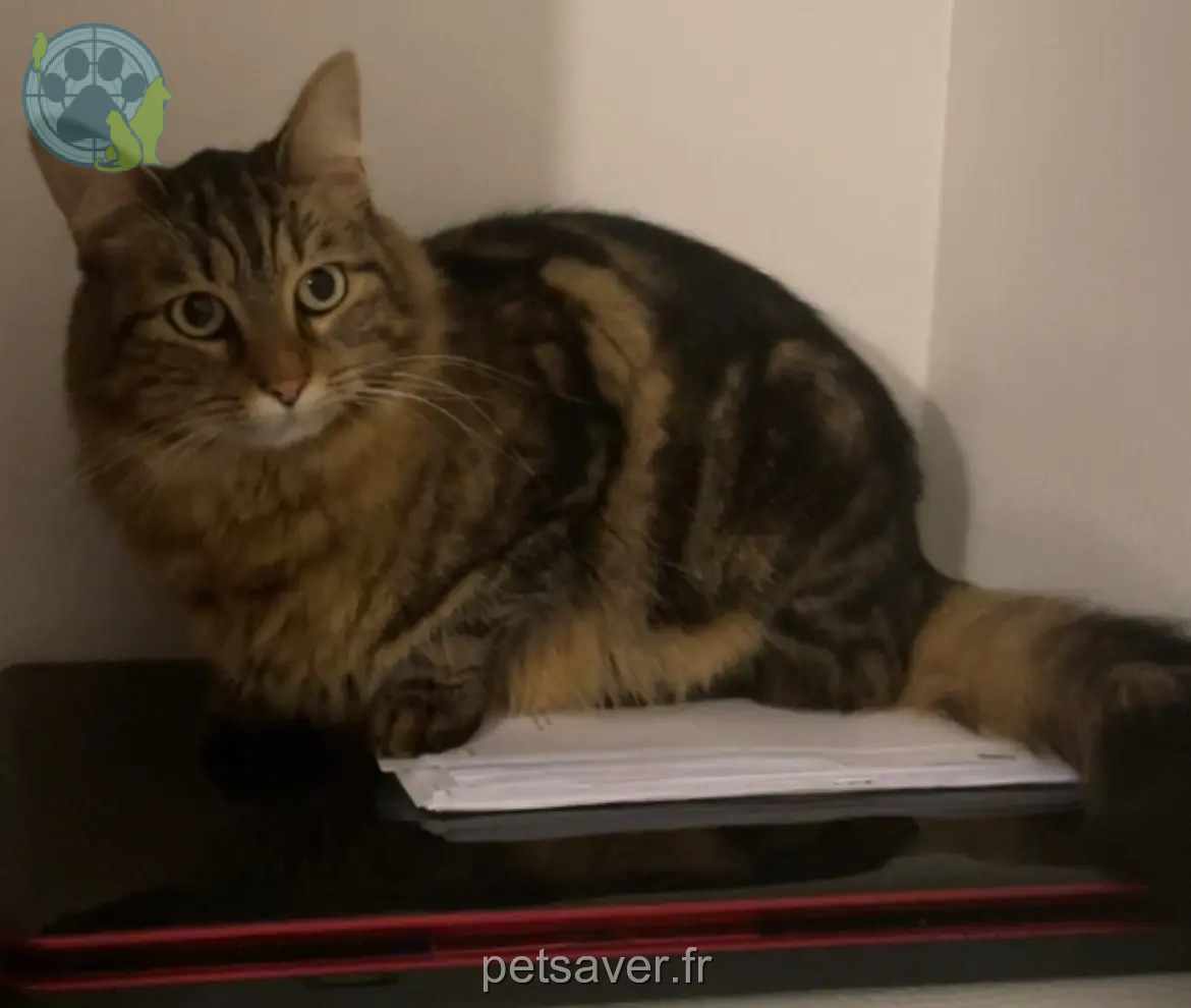 Chat Perdu 68 Haut-Rhin - Enji Chat Perdu 68 Haut-Rhin - Enji