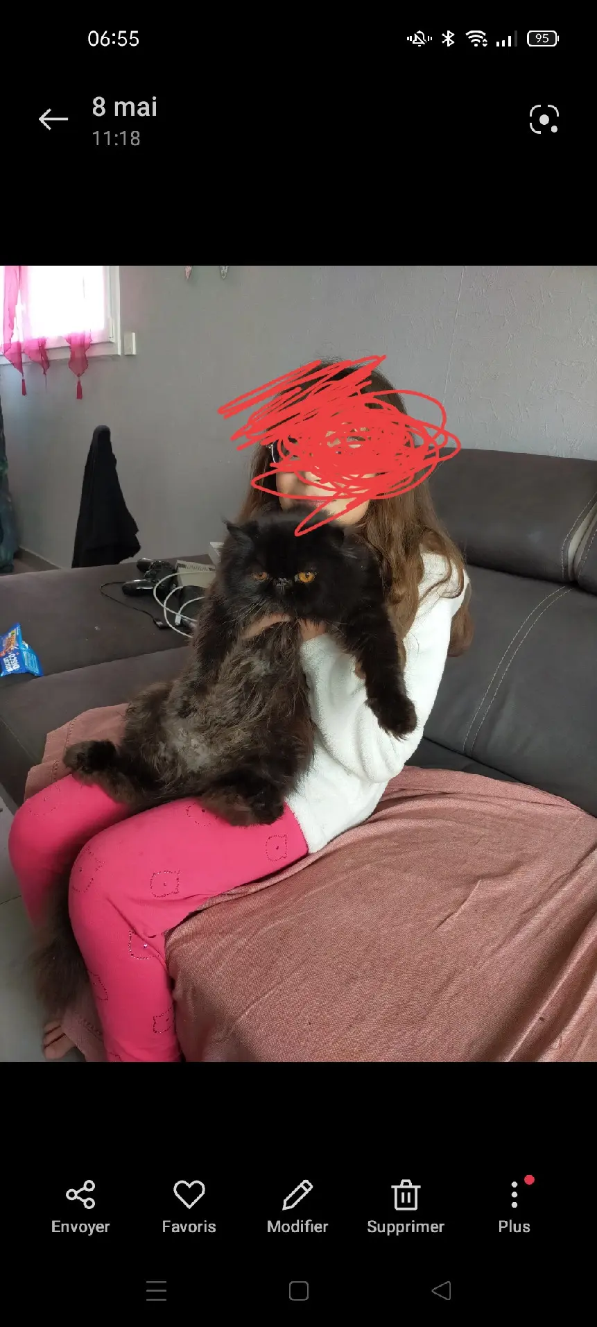 Chat Perdu 68 Haut-Rhin - Eragon Chat Perdu 68 Haut-Rhin - Eragon