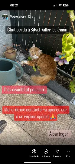 Chat Perdu 68 Haut-Rhin Chat Perdu 68 Haut-Rhin