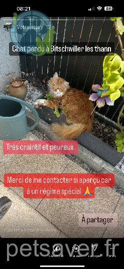 Chat Perdu 68 Haut-Rhin Chat Perdu 68 Haut-Rhin