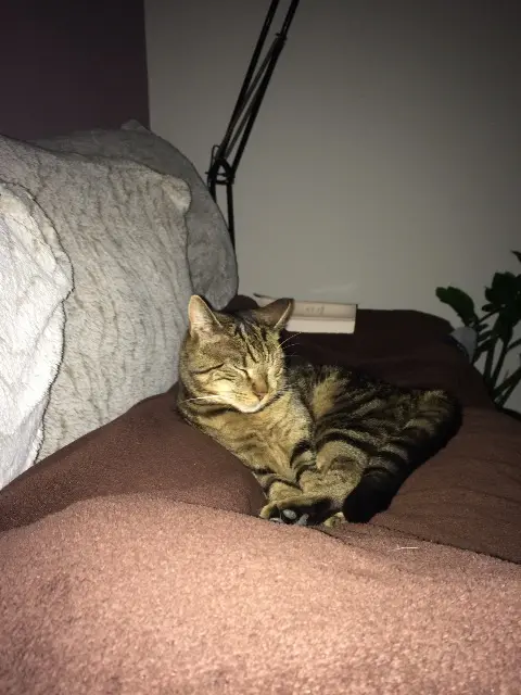 chat lost   68190 Raedersheim Fedex