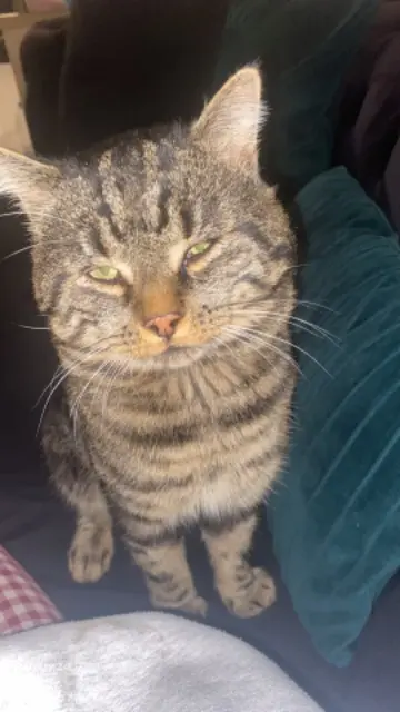 chat lost   68800 Thann Feto