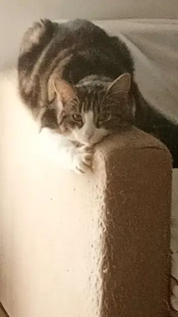 chat lost   68800 Vieux-Thann Fifise