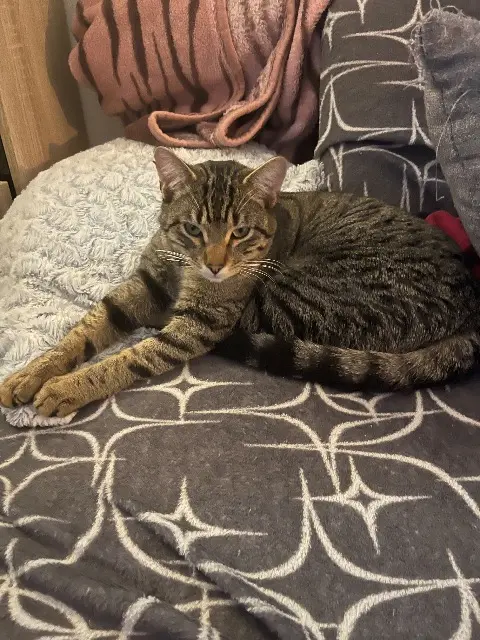 chat lost   68510 Sierentz Figaro