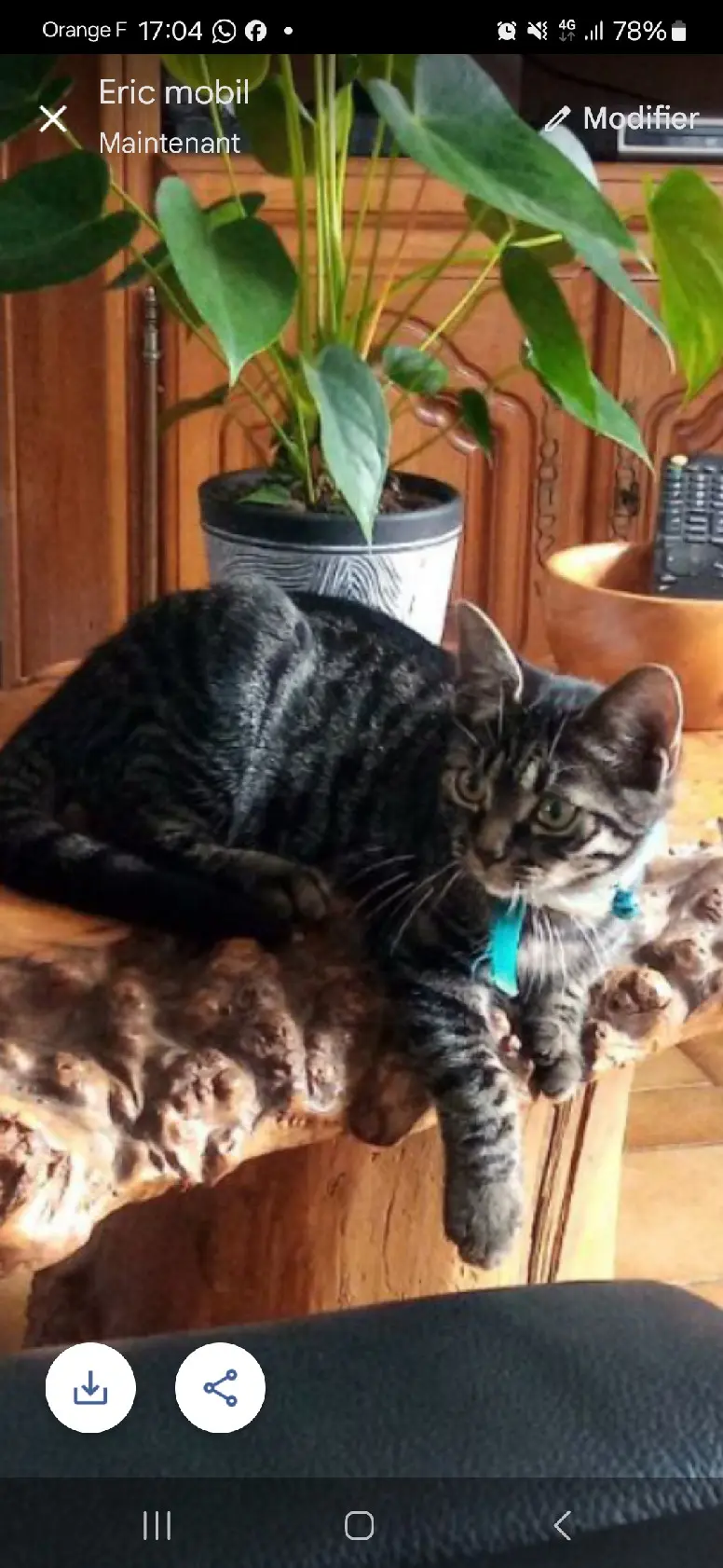 Chat Perdu 68 Haut-Rhin - Filou Chat Perdu 68 Haut-Rhin - Filou