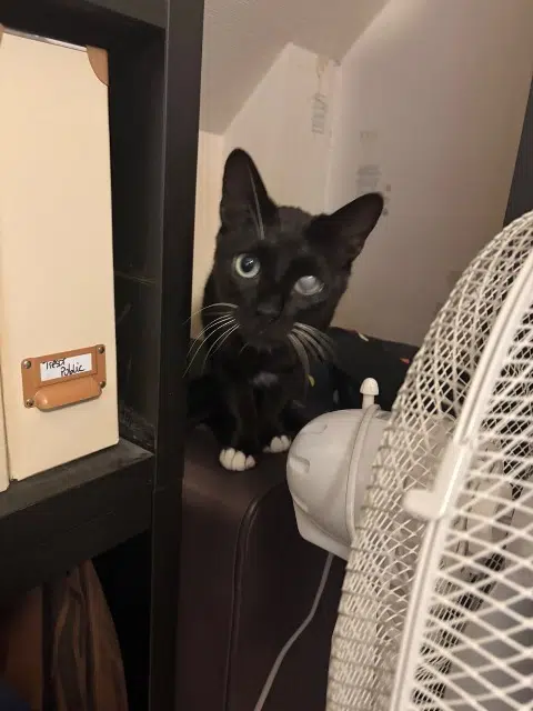 chat lost   68470 Fellering Flash