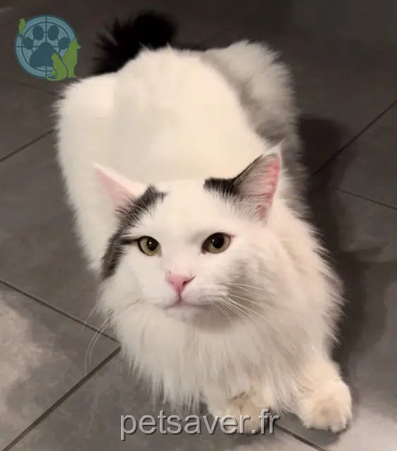 chat lost 68790 Morschwiller-le-Bas Flocon