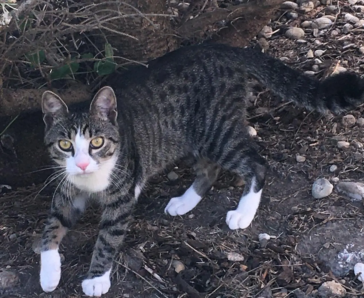 Chat Perdu 68 Haut-Rhin - Floky