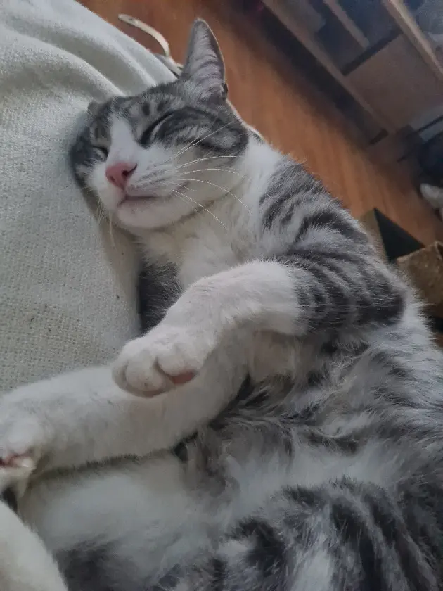 Chat Perdu 68 Haut-Rhin - Fripouille Chat Perdu 68 Haut-Rhin - Fripouille