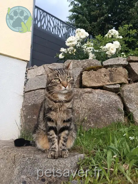 chat lost   68380 Breitenbach-Haut-Rhin Fripouille