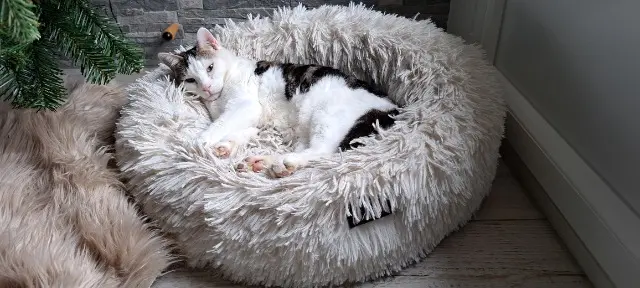 chat lost   68730 Michelbach-le-Bas Fripouille
