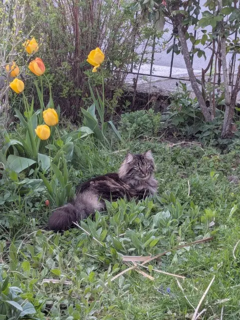 chat lost   68730 Ranspach-le-Bas Garfield