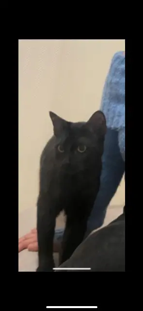 chat lost   68000 Colmar George