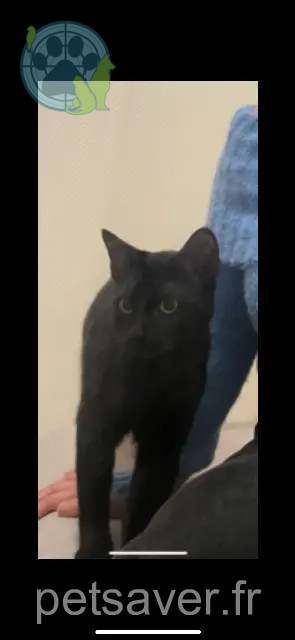 chat perdu 68000 Colmar George chat lost 68000 Colmar George